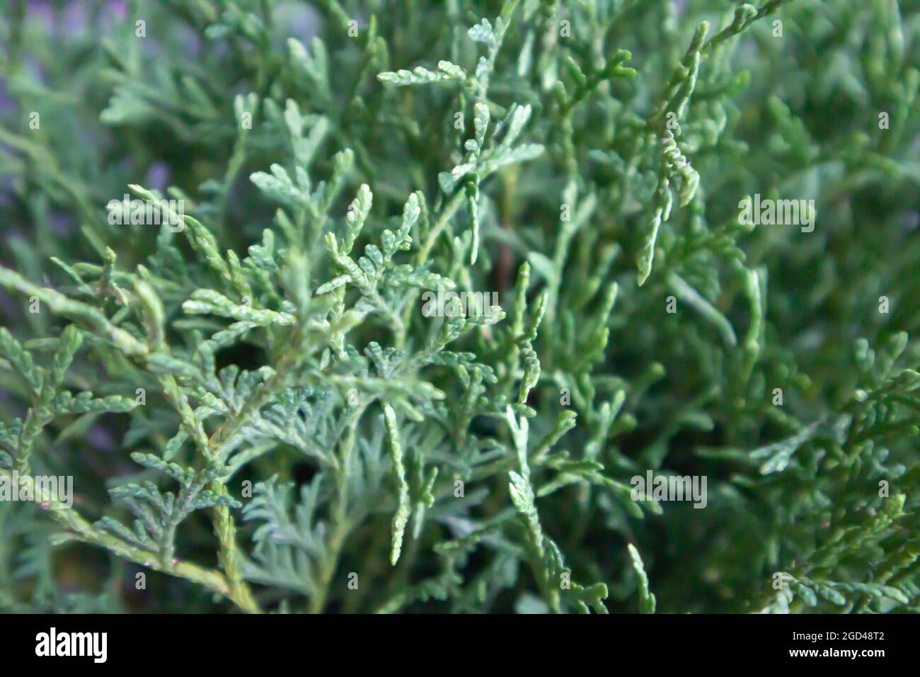 Close-up of beautiful green leaves of thuja trees on a green background. Thuja branch. An evergreen coniferous tree, also known as Chinese thuja Stock Photo