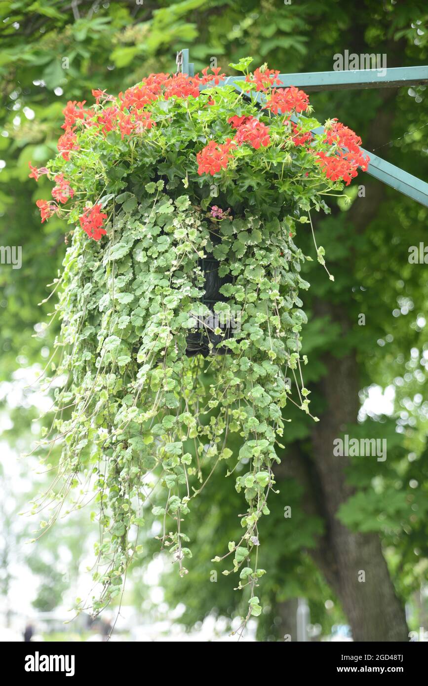 Flowerpot in public garden Stock Photo