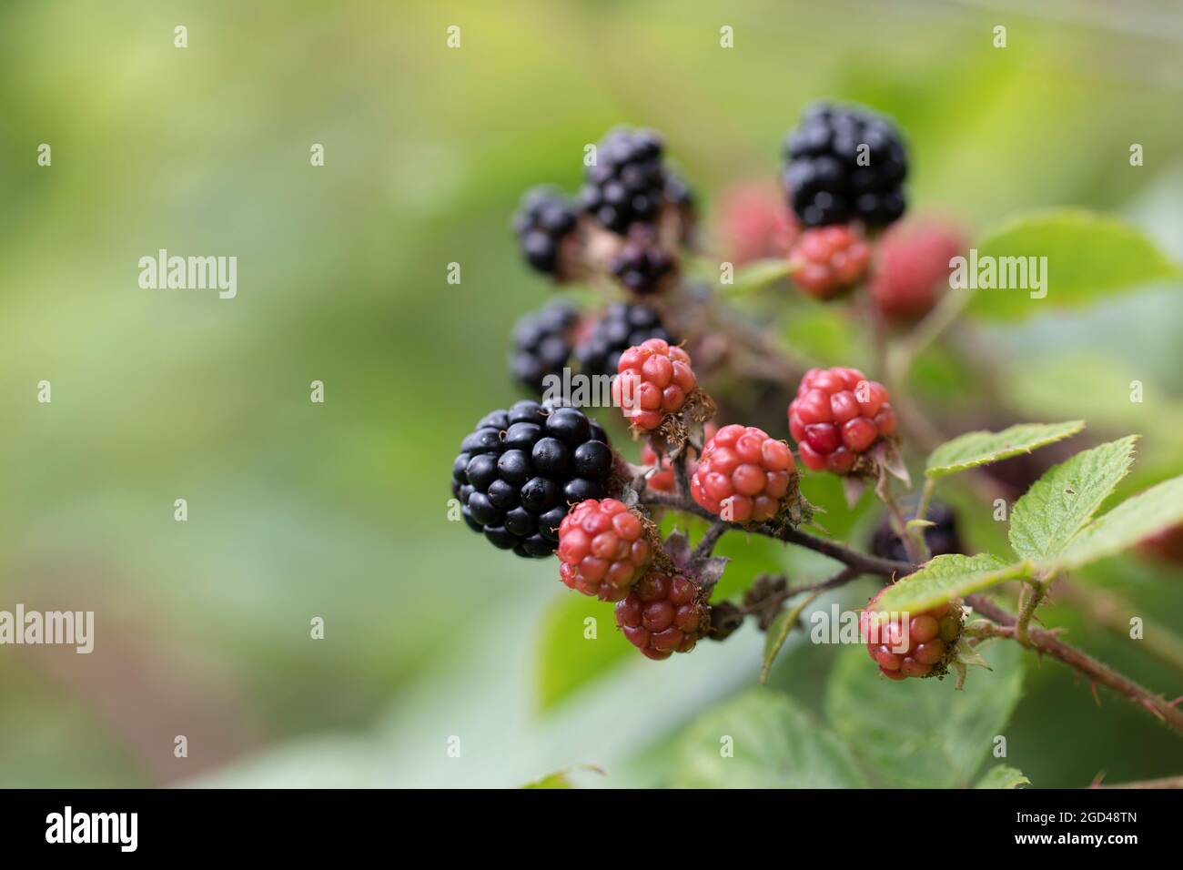 Blackberry at various stages of ripeness in closeup Stock Photo - Alamy