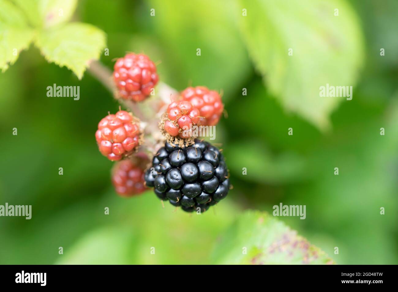 Blackberry at various stages of ripeness in closeup Stock Photo - Alamy
