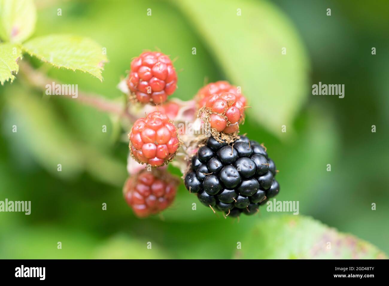 Under Ripe Blackerry Blackberry at various stages of ripeness in closeup Stock Photo - Alamy