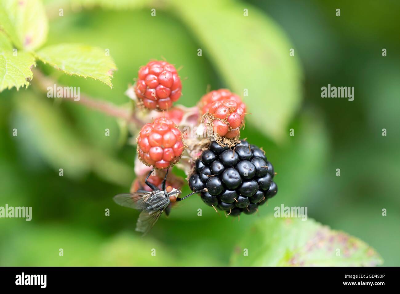 Blackberries black red and green stages hi-res stock photography and ...
