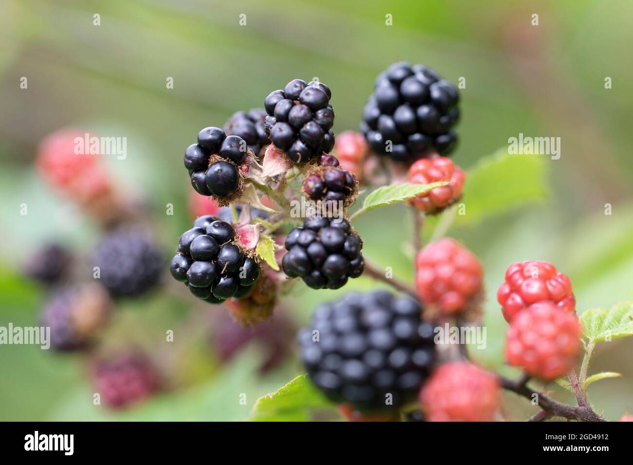 Blackberry at various stages of ripeness in closeup Stock Photo Alamy
