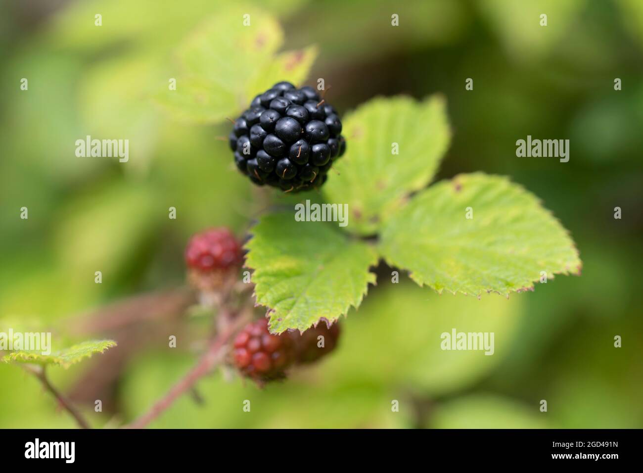 Under Ripe Blackerry Blackberry at various stages of ripeness in closeup Stock Photo - Alamy