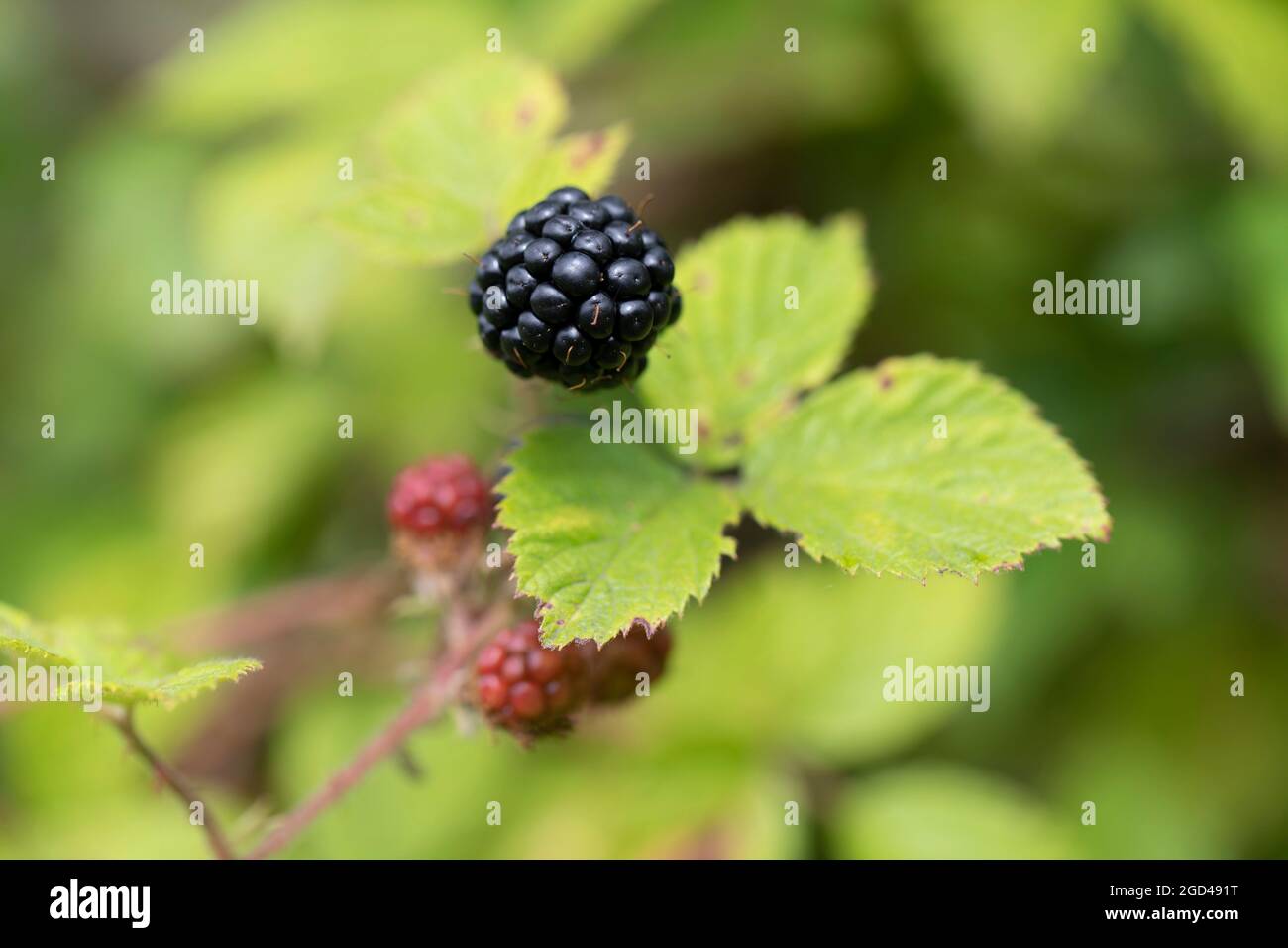 Blackberry at various stages of ripeness in closeup Stock Photo - Alamy