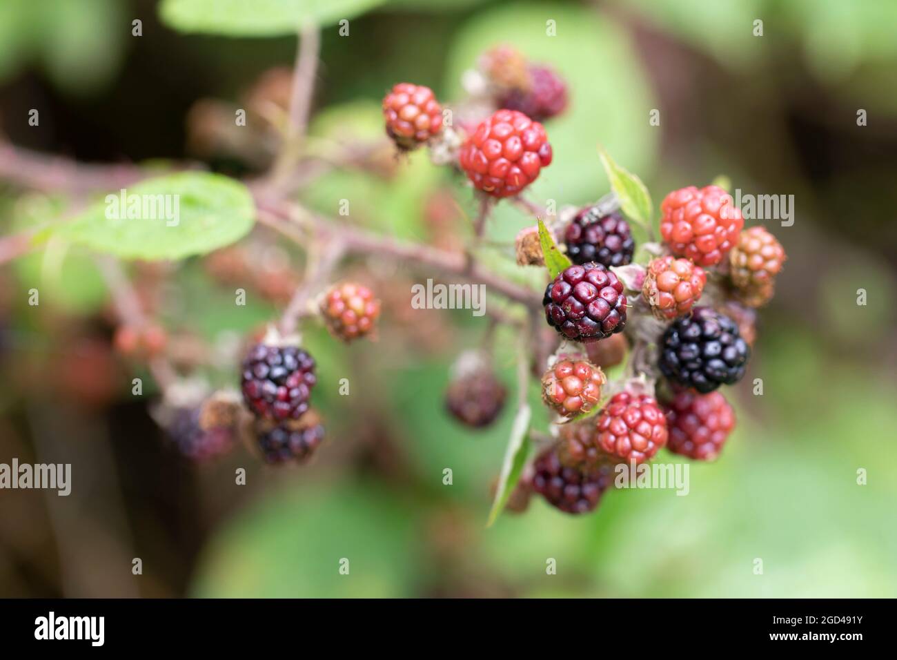 Blackberry at various stages of ripeness in closeup Stock Photo - Alamy