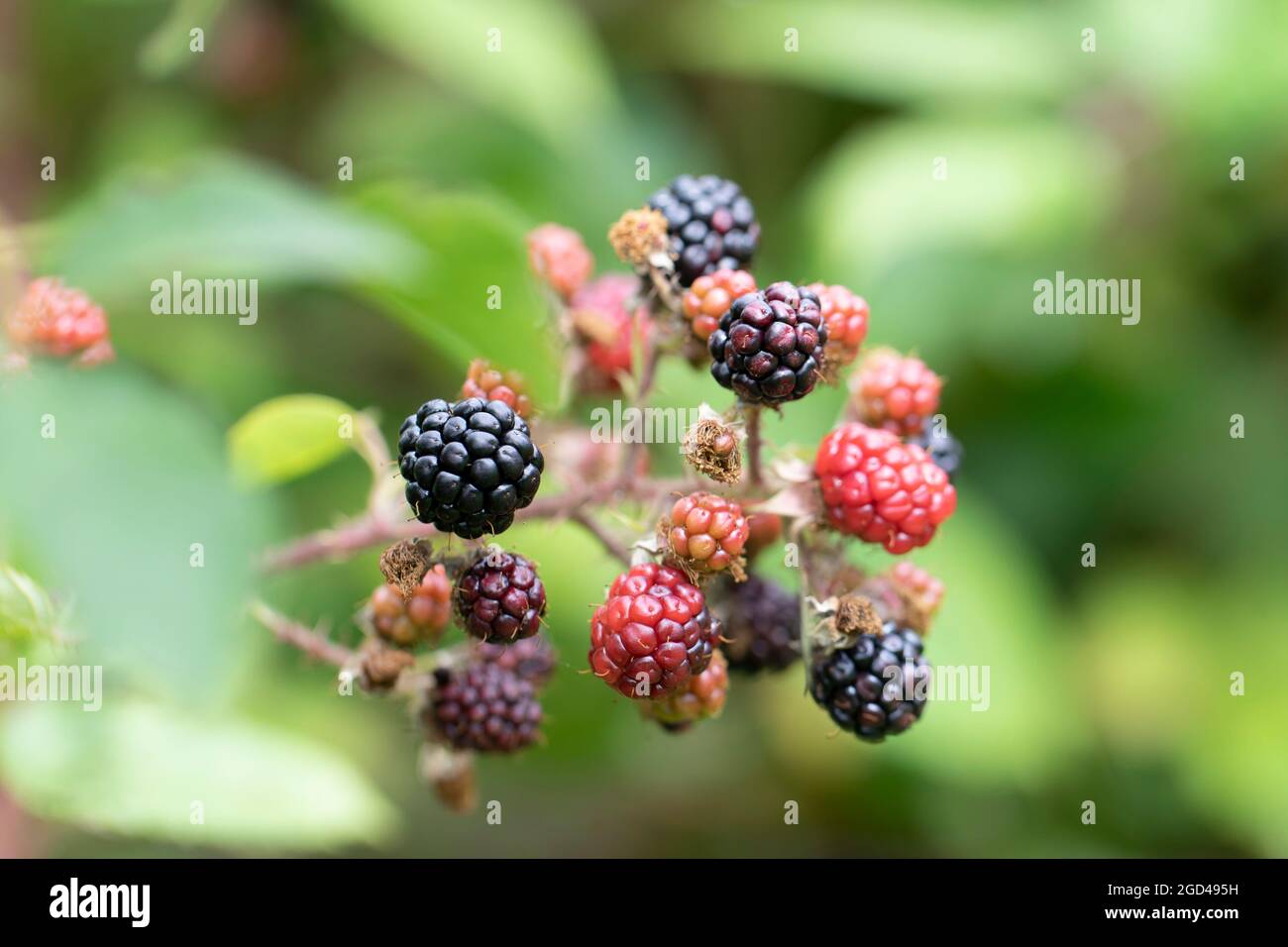 Blackberry at various stages of ripeness in closeup Stock Photo - Alamy