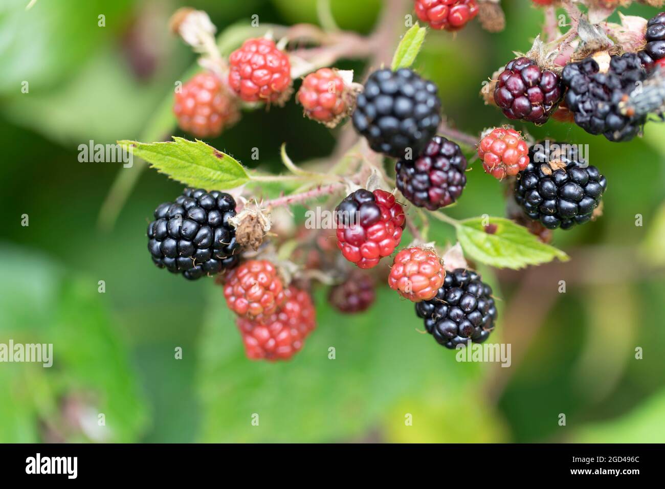 Blackberry at various stages of ripeness in closeup Stock Photo - Alamy