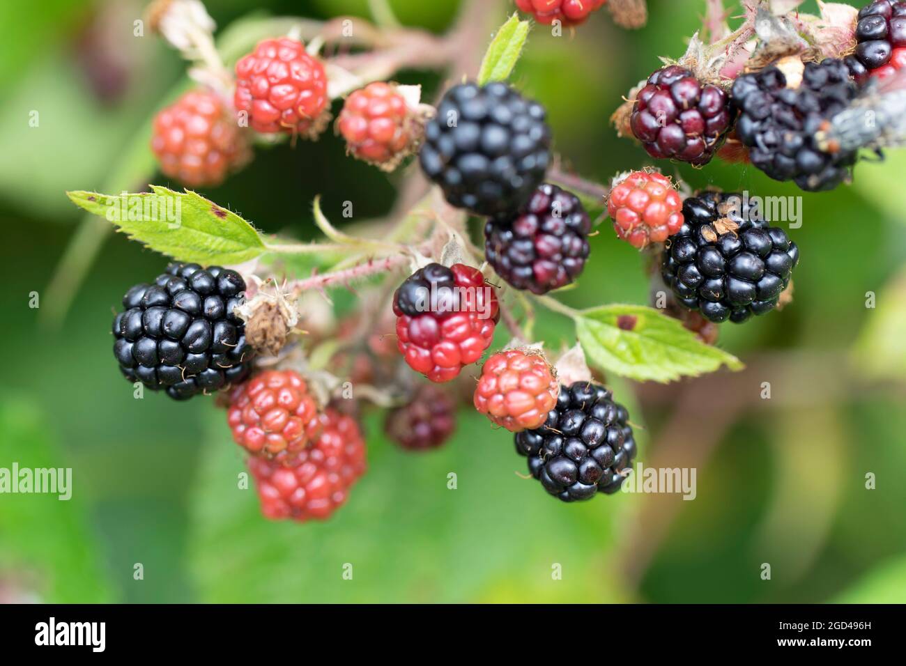 Blackberry at various stages of ripeness in closeup Stock Photo - Alamy
