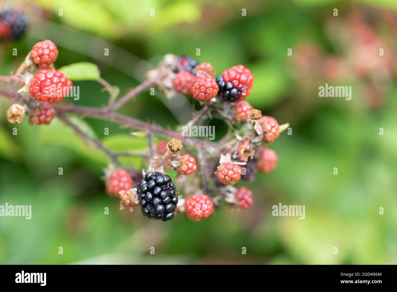 Blackberry at various stages of ripeness in closeup Stock Photo - Alamy