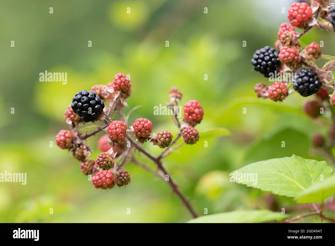 Under Ripe Blackerry Blackberry at various stages of ripeness in closeup Stock Photo - Alamy