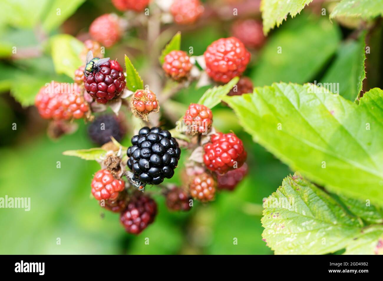 Blackberry at various stages of ripeness in closeup Stock Photo - Alamy