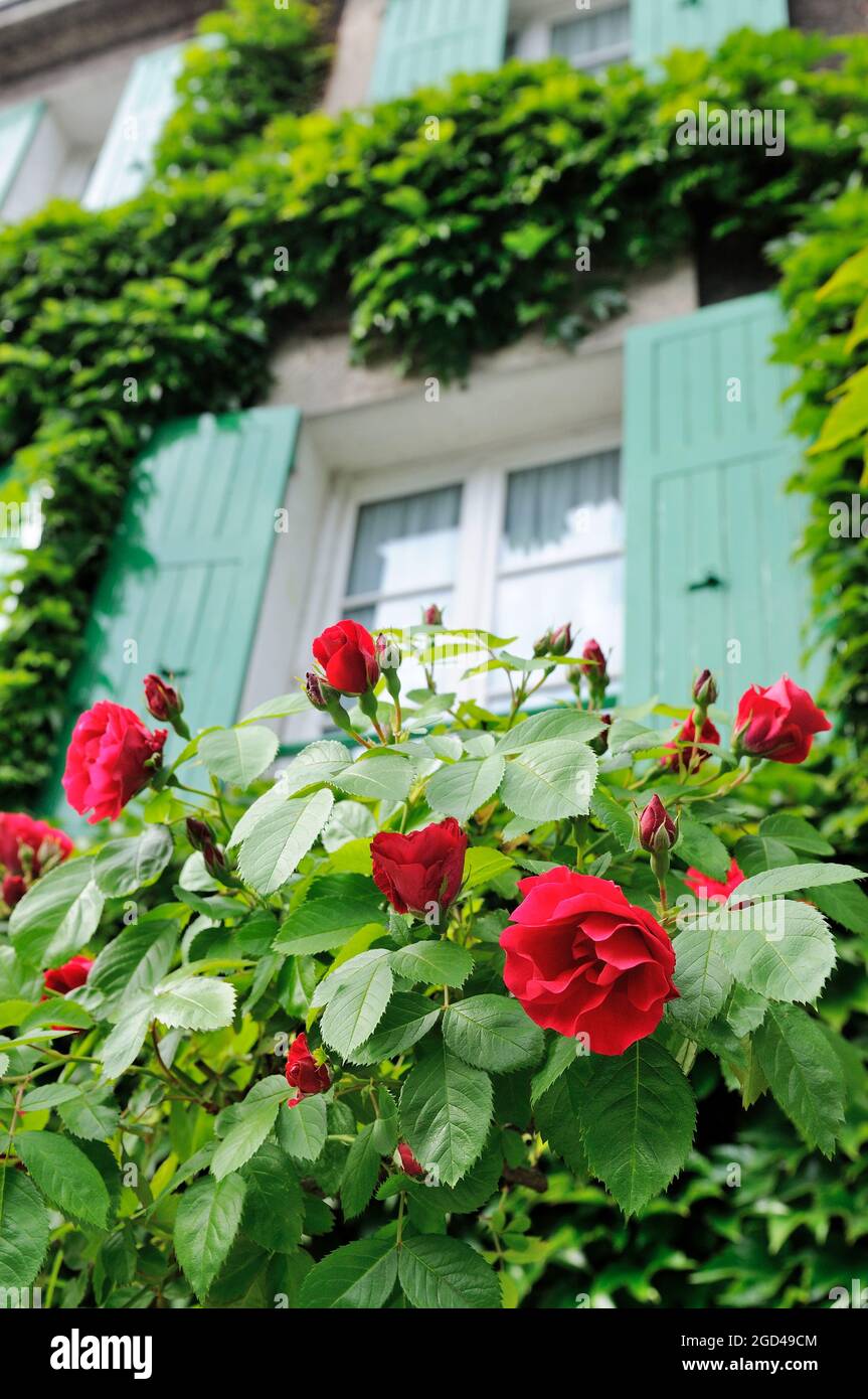 Rosier De France High Resolution Stock Photography And Images Alamy