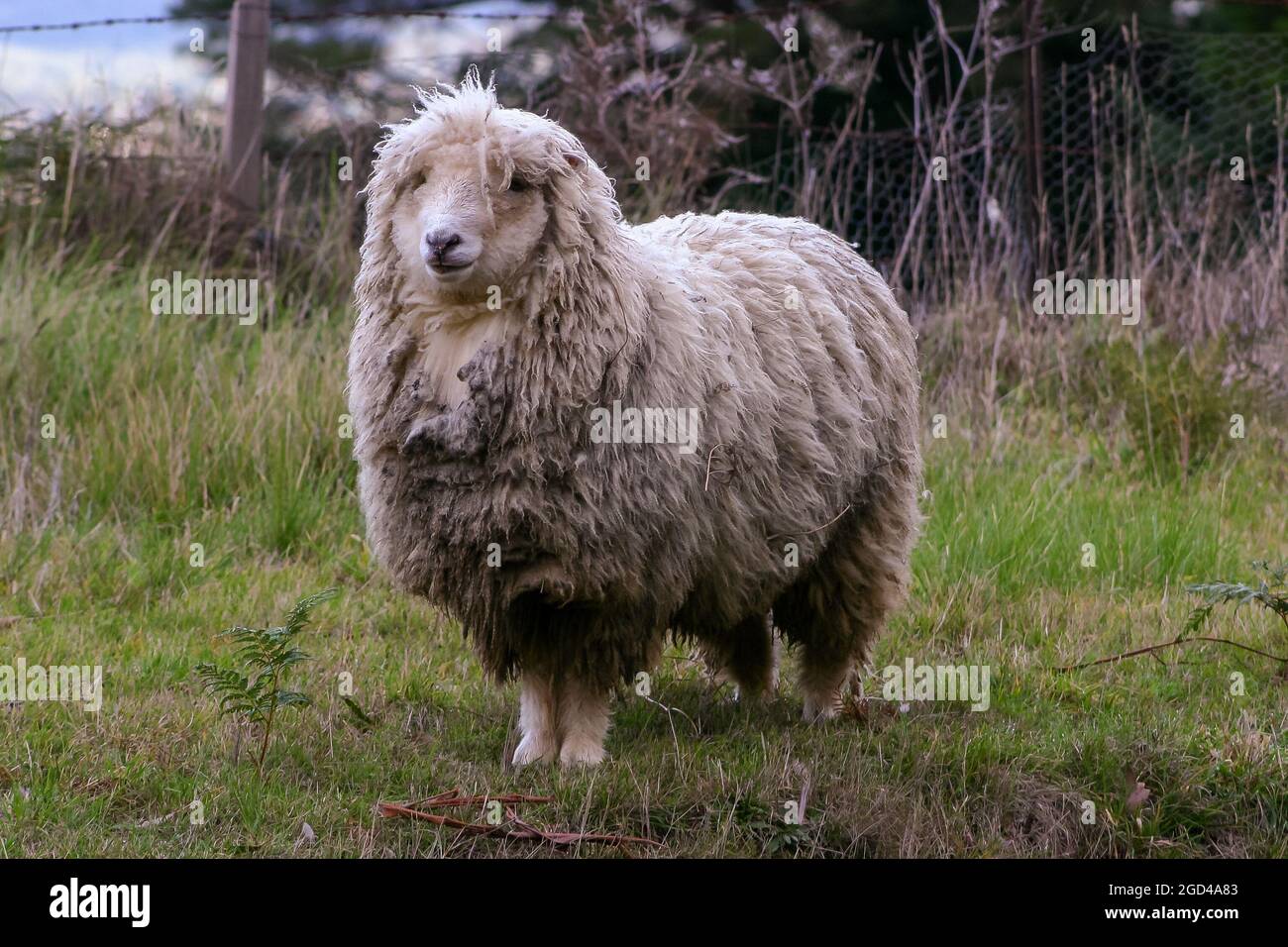 Woolly merino sheep looking bedraggled in a cold environment Stock Photo