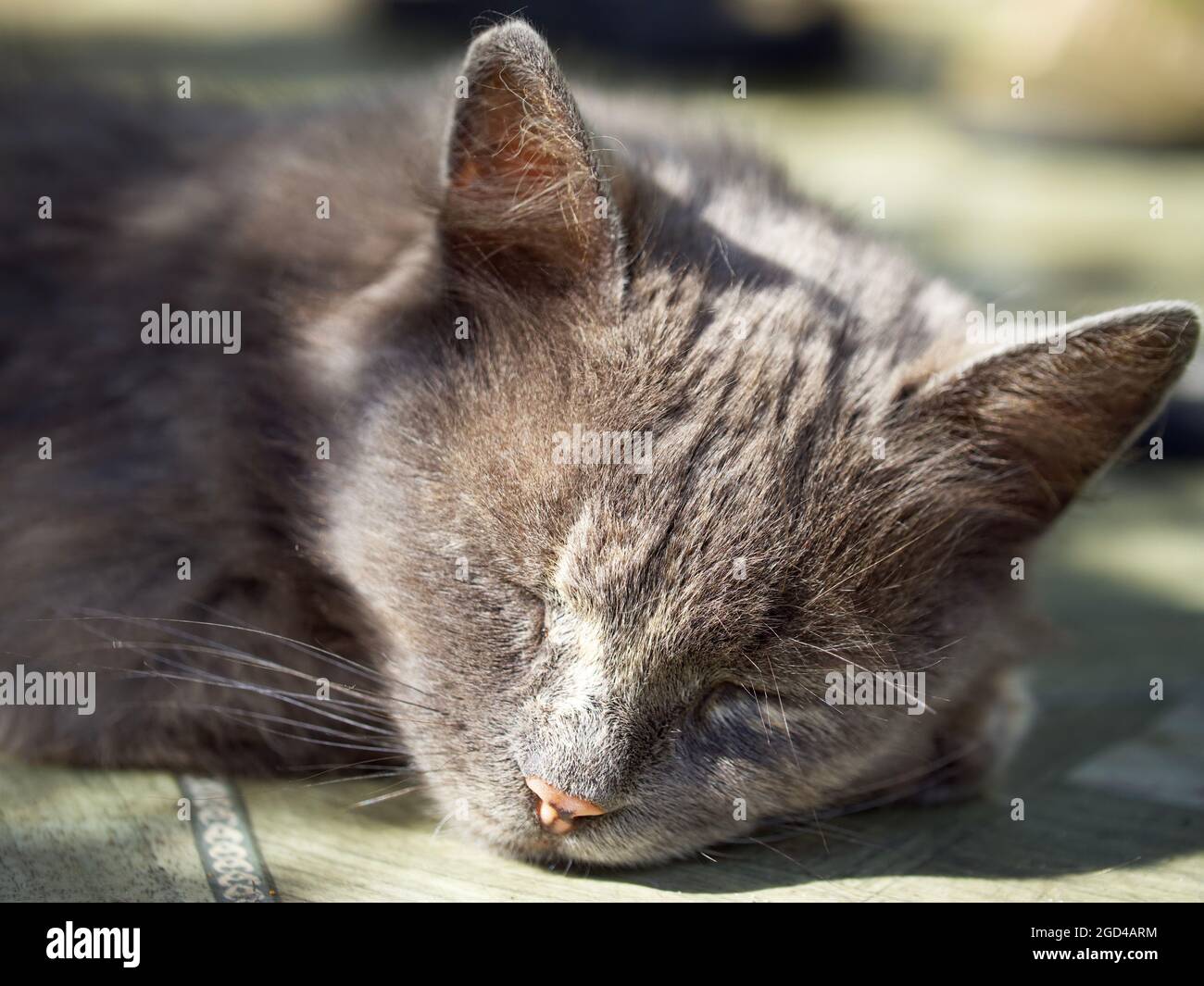 Cat face close up sleeping hi-res stock photography and images - Alamy