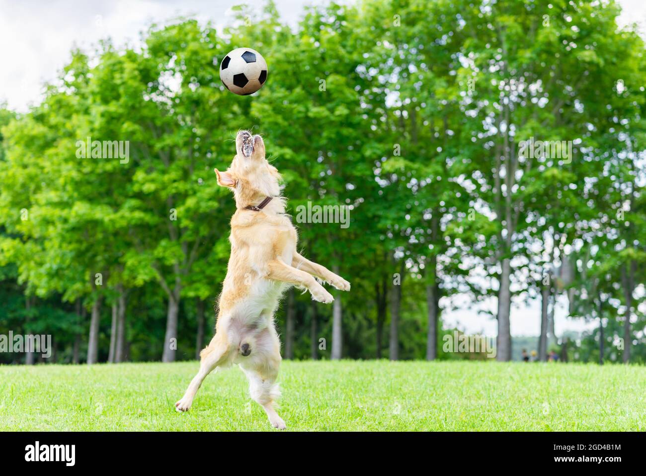 Labrador playing soccer ball in grass field at the garden in the summer day.Dog jump in to soccer ball.Copy space. Stock Photo