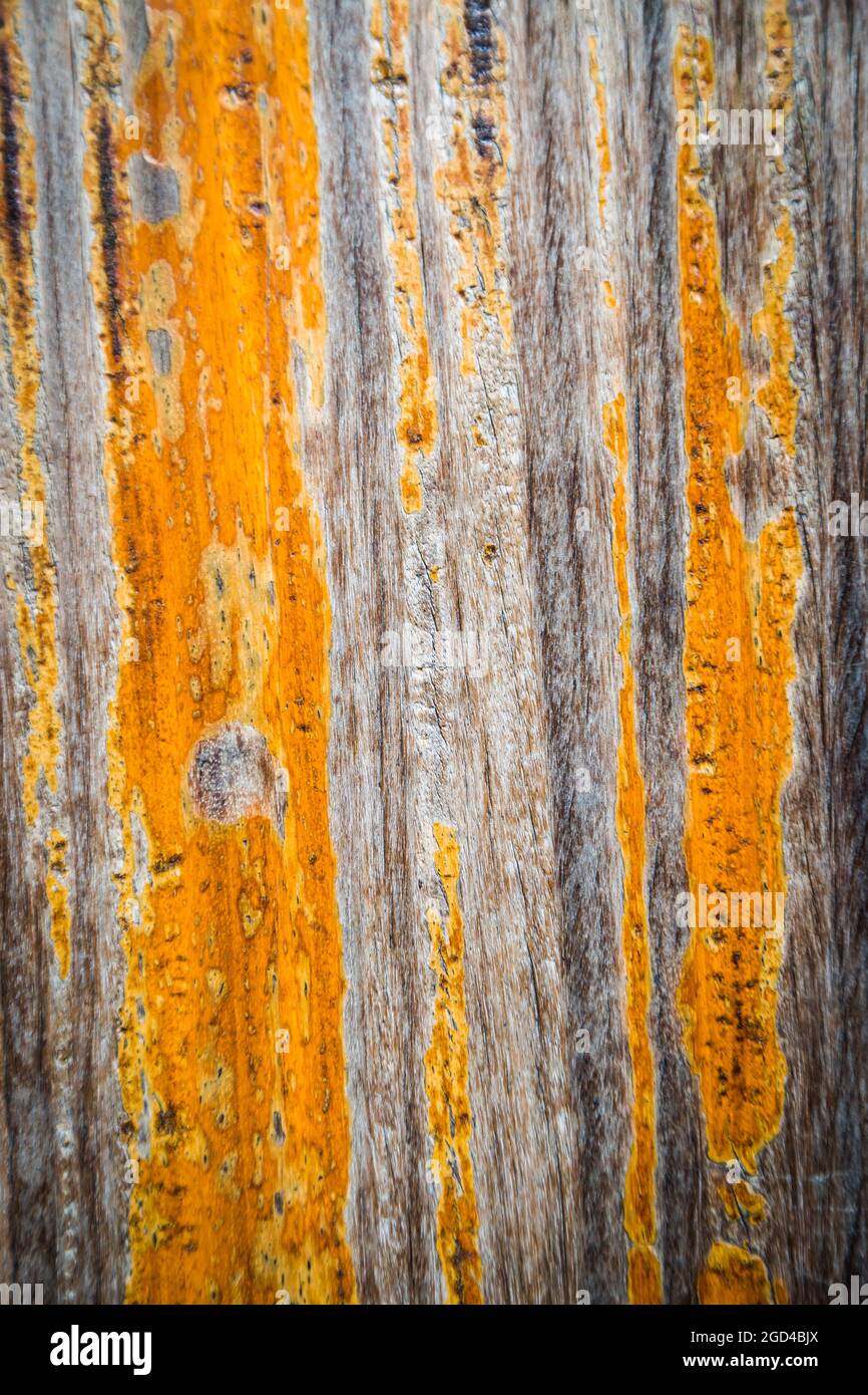 texture of brown bark wood use as natural background Stock Photo - Alamy