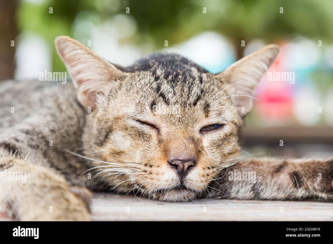 Old cat sleeping on a wooden floor with bokeh background Stock Photo Alamy