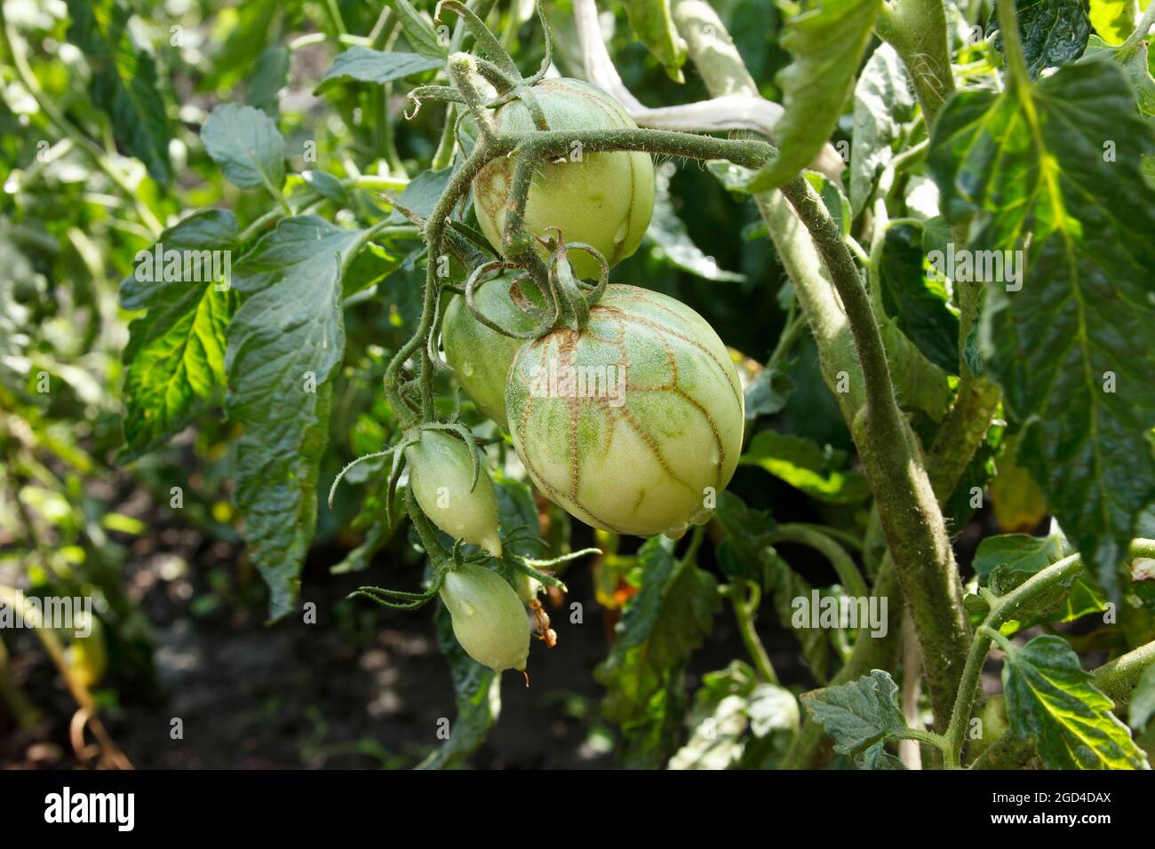 Tomato zippering. Diseases of tomatoes. Zipper-like lesion. Thin brown necrotic scars on the green fruits. Groovers into the fruit flesh and deformati Stock Photo