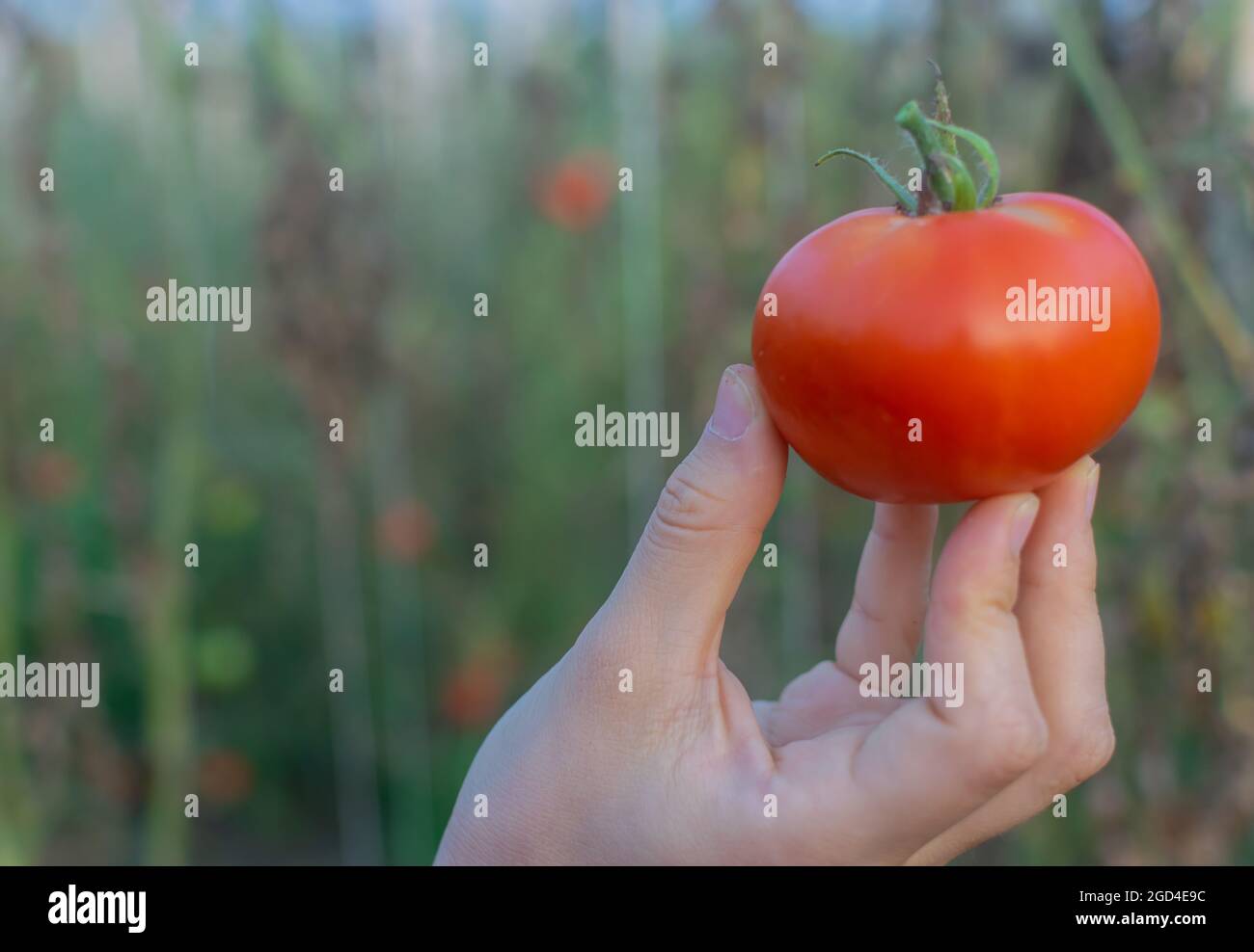 Hand holding a ripe tomato fruit in the garden Stock Photo - Alamy