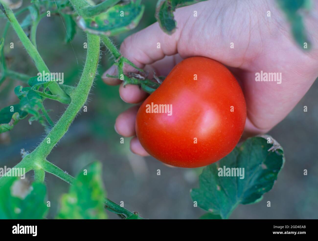 Hand holding a ripe tomato in the garden Stock Photo - Alamy