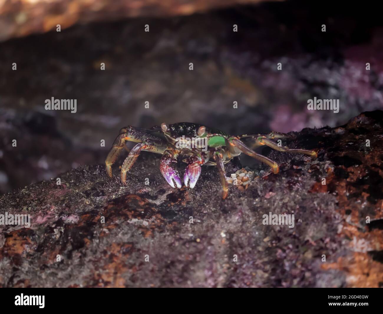 Closeup shot crab underwater hi-res stock photography and images - Alamy