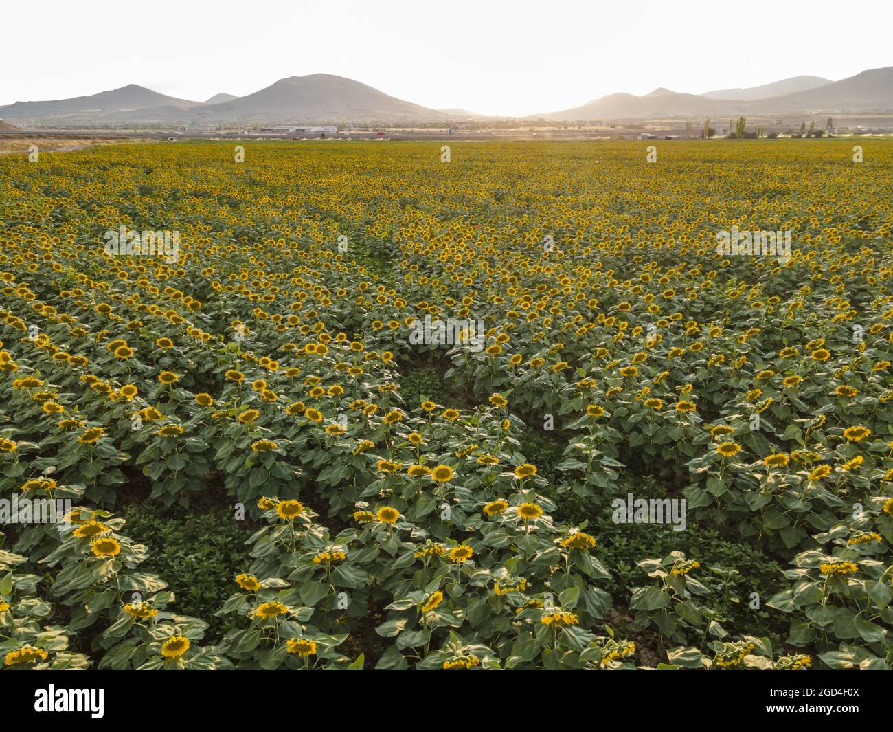 Sunflower field on a sunny day Stock Photo - Alamy