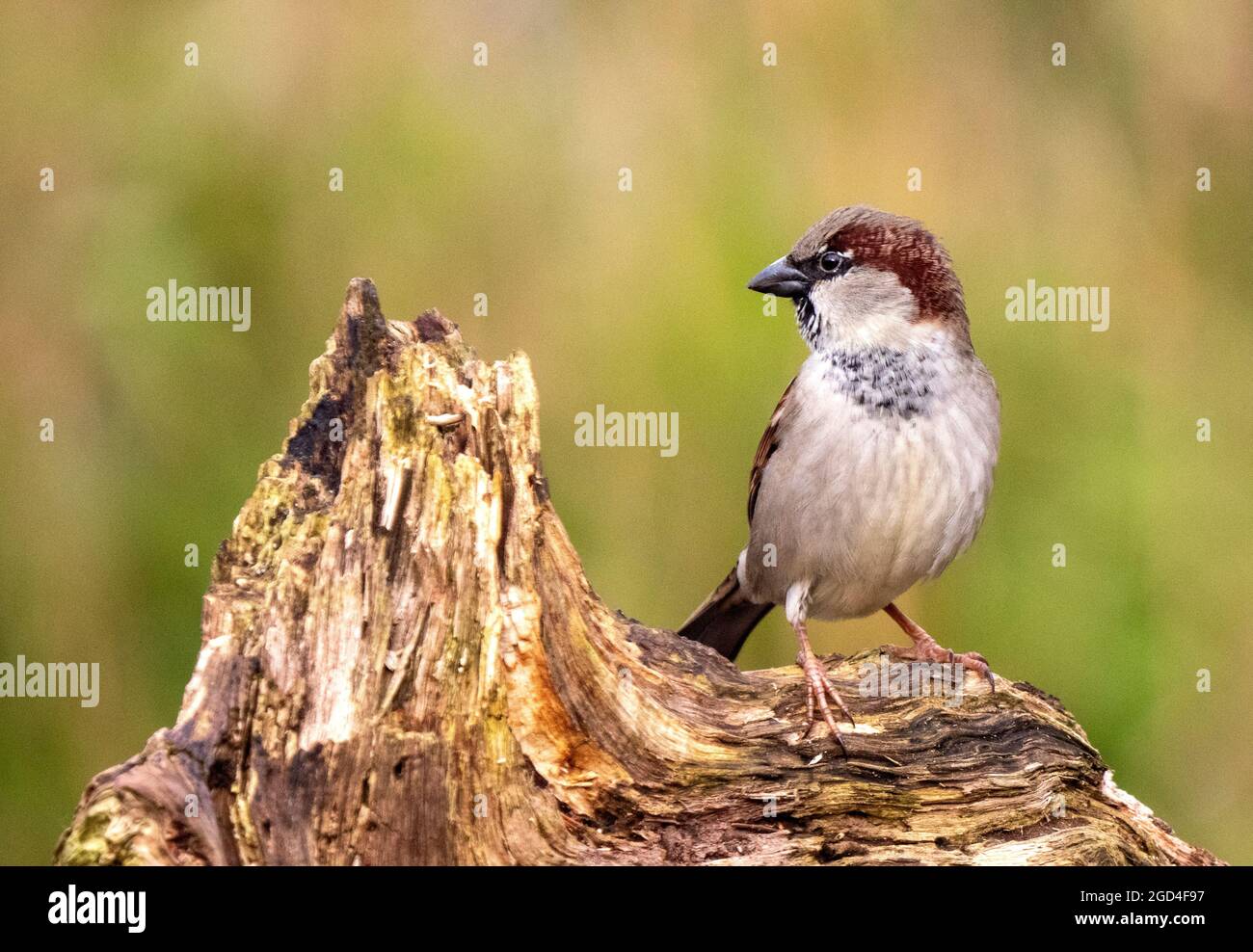 Adult male House Sparrow (Passer domesticus) perched in a pool Stock Photo