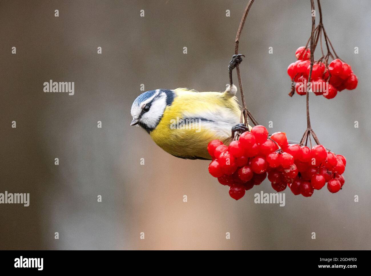 Blue Tit (Cyanistes caeruleus) hanging at branch with red berries Stock Photo