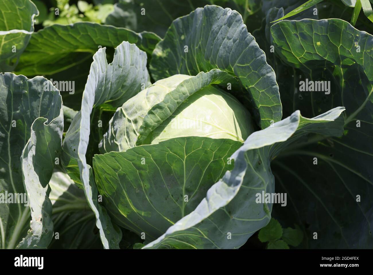 Cabbage Sun Green leaves sun rays hi-res stock photography and images - Alamy
