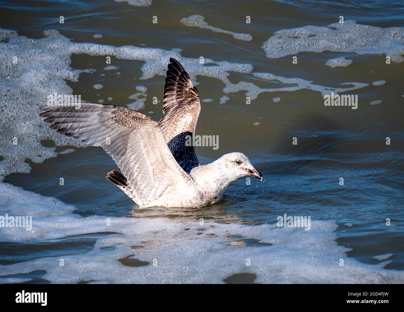 Immature Herring Gull foraging in the surf. Stock Photo