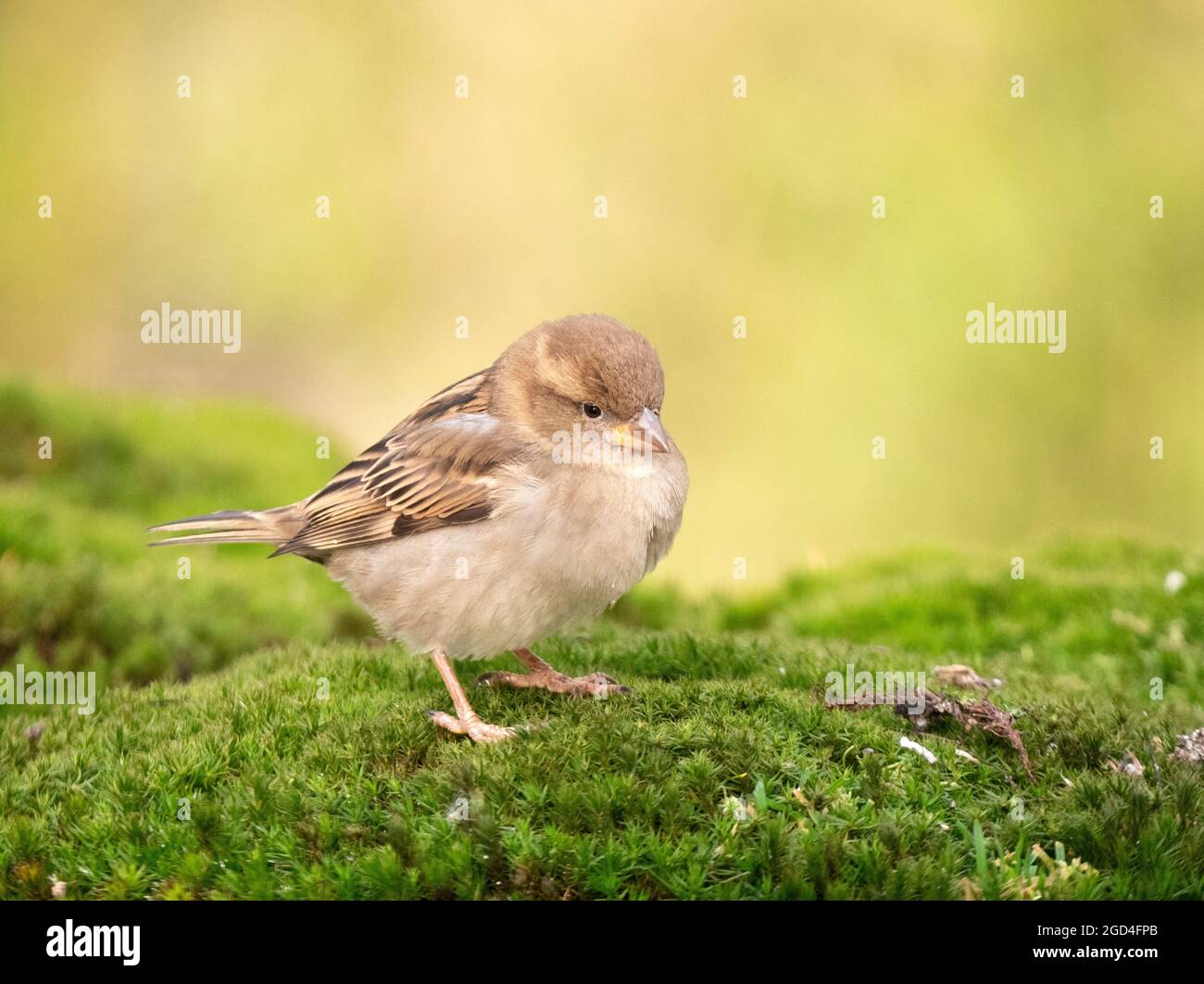 Female House Sparrow (Passer domesticus) perched on mosh Stock Photo