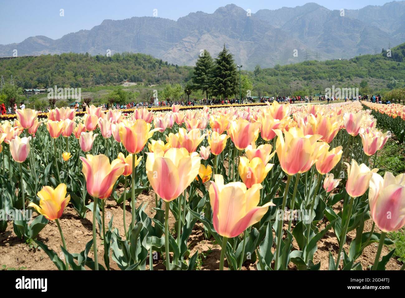 Tulip symbol spring in bloom hi-res stock photography and images - Alamy