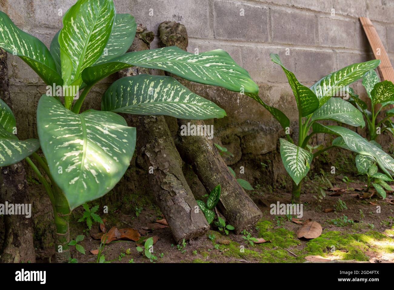 The dump cane plant grows near the wall of the house mixed with firewood Stock Photo