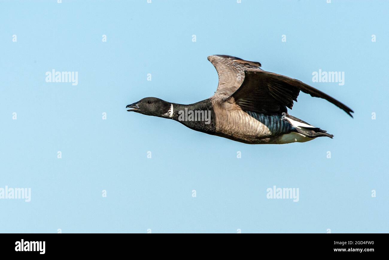 Dark-bellied Brent Goose (Branta bernicla), adult calling in flight and seen from side Stock Photo