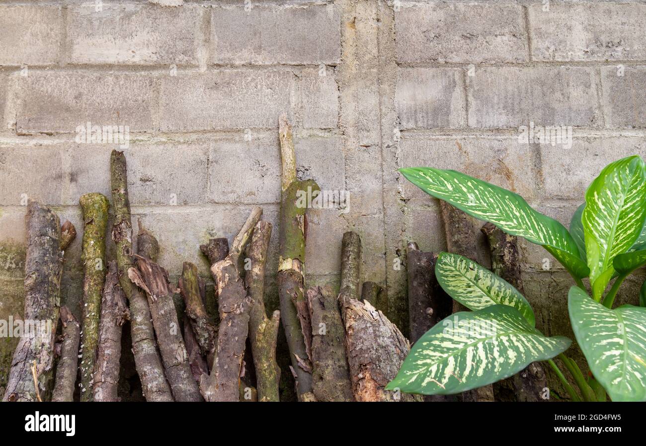 The dump cane plant grows near the wall of the house mixed with firewood Stock Photo
