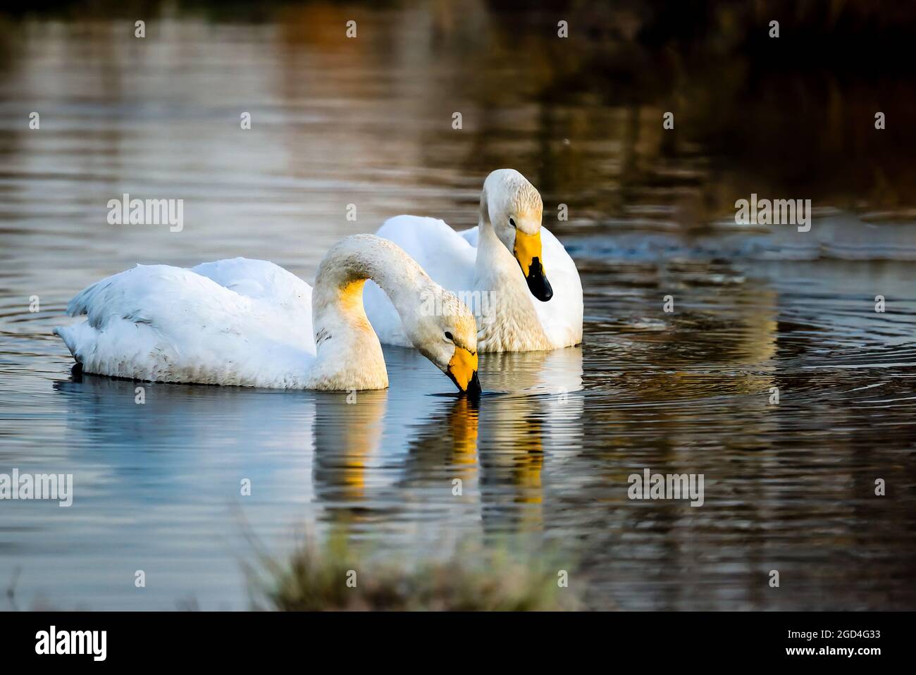 Whooper swan couple is having early morning bonding time. Stock Photo