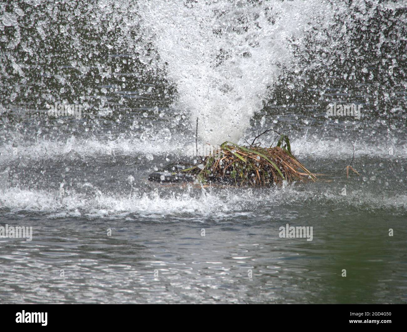 Abandoned Coots Nest Under a lake water aerator In Cheshire Stock Photo