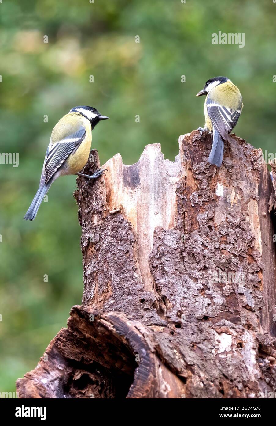 Great Tit (Parus major aphrodite), 2 adults perched on a trunk Stock Photo