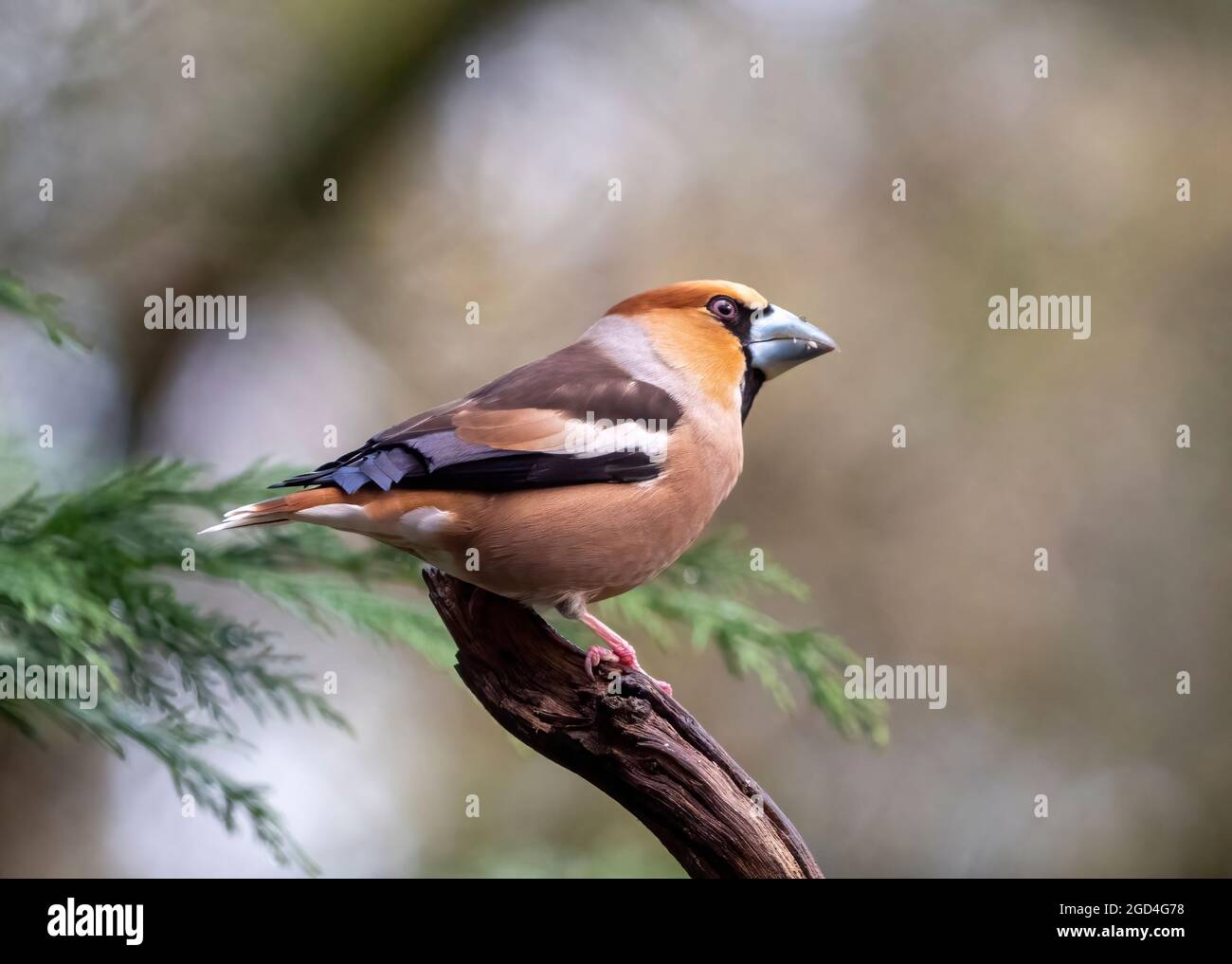 Hawfinch (Coccothraustes coccothraustes) perched on a branch Stock Photo