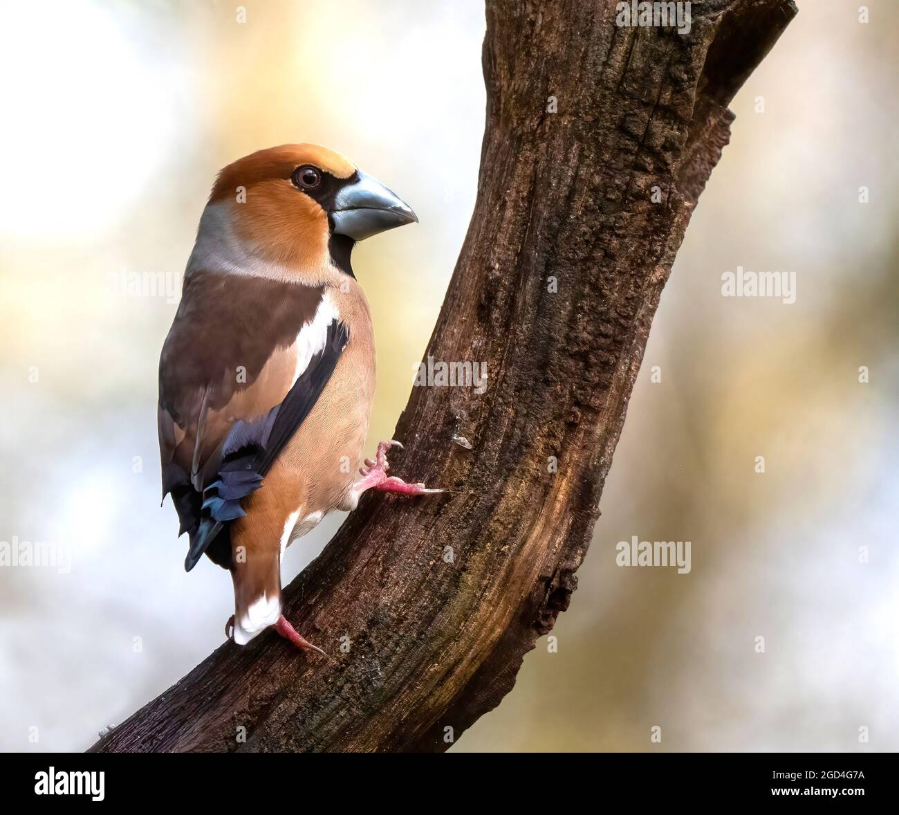 Hawfinch (Coccothraustes coccothraustes) perched on a branch Stock Photo