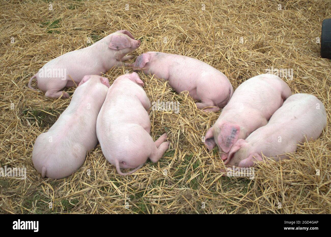 A group of young sleepy pigs in a pen at The Royal Cheshire Show 2021 Stock Photo