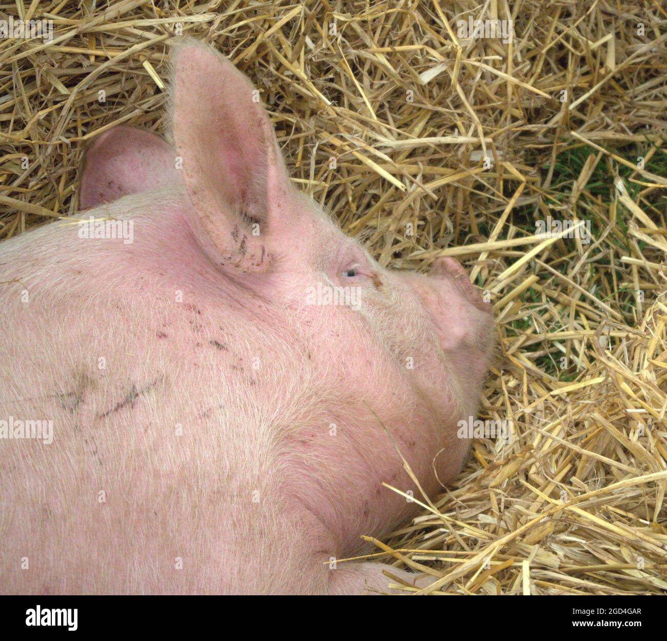 Close up of a Young Sleepy pig at The Royal Cheshire Show Stock Photo