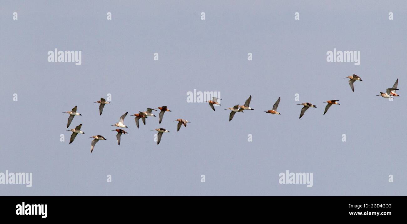 Bar-tailed Godwit (Limosa lapponica) group in flight Stock Photo