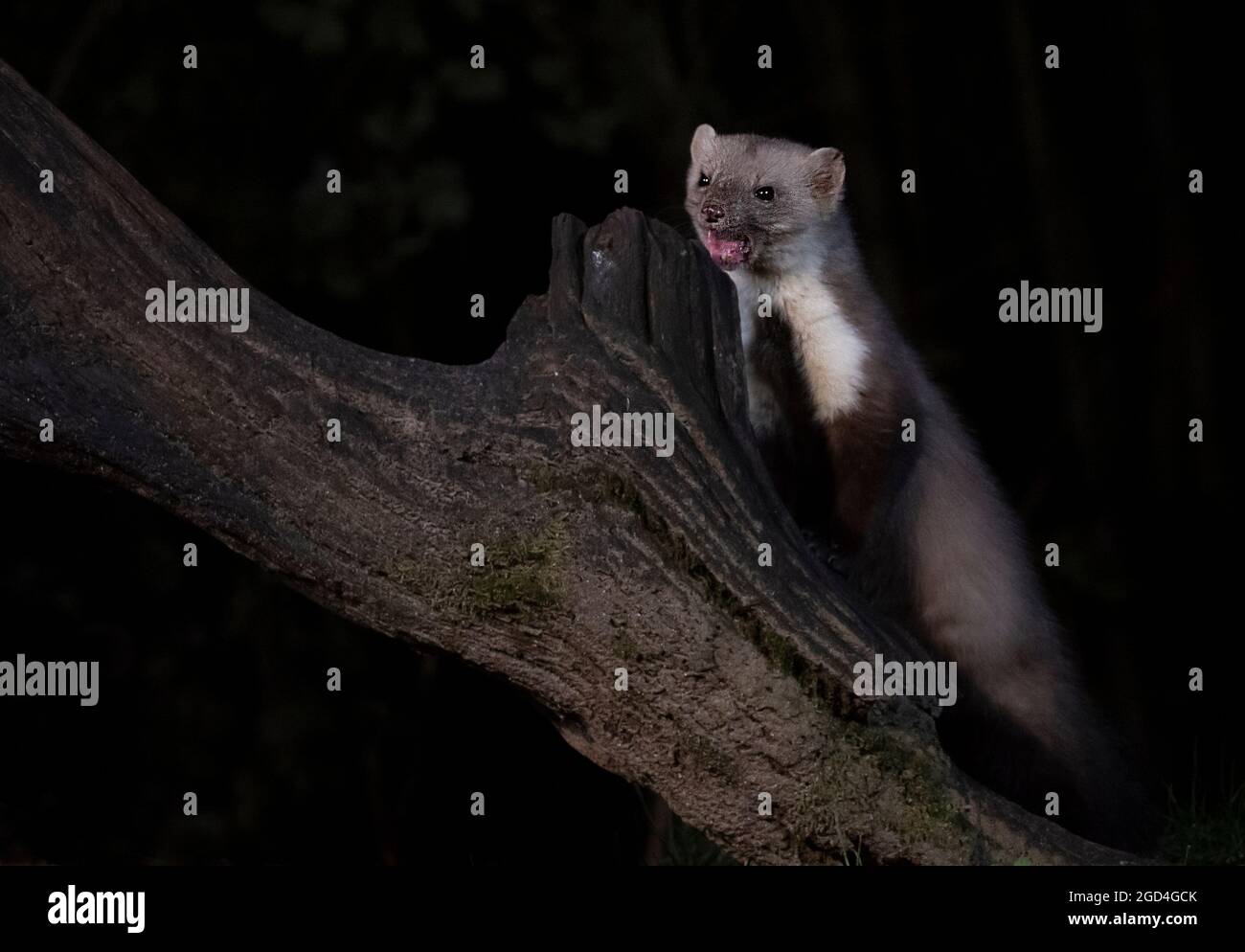 Beech Marten (Martes foina) calling from a trunk during the night Stock Photo