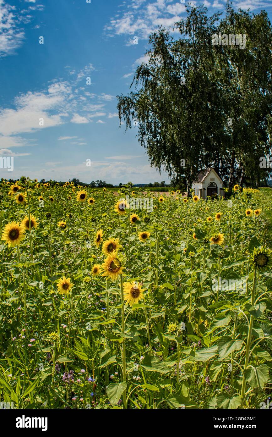 Flora : Sunflowers under blue sky Stock Photo