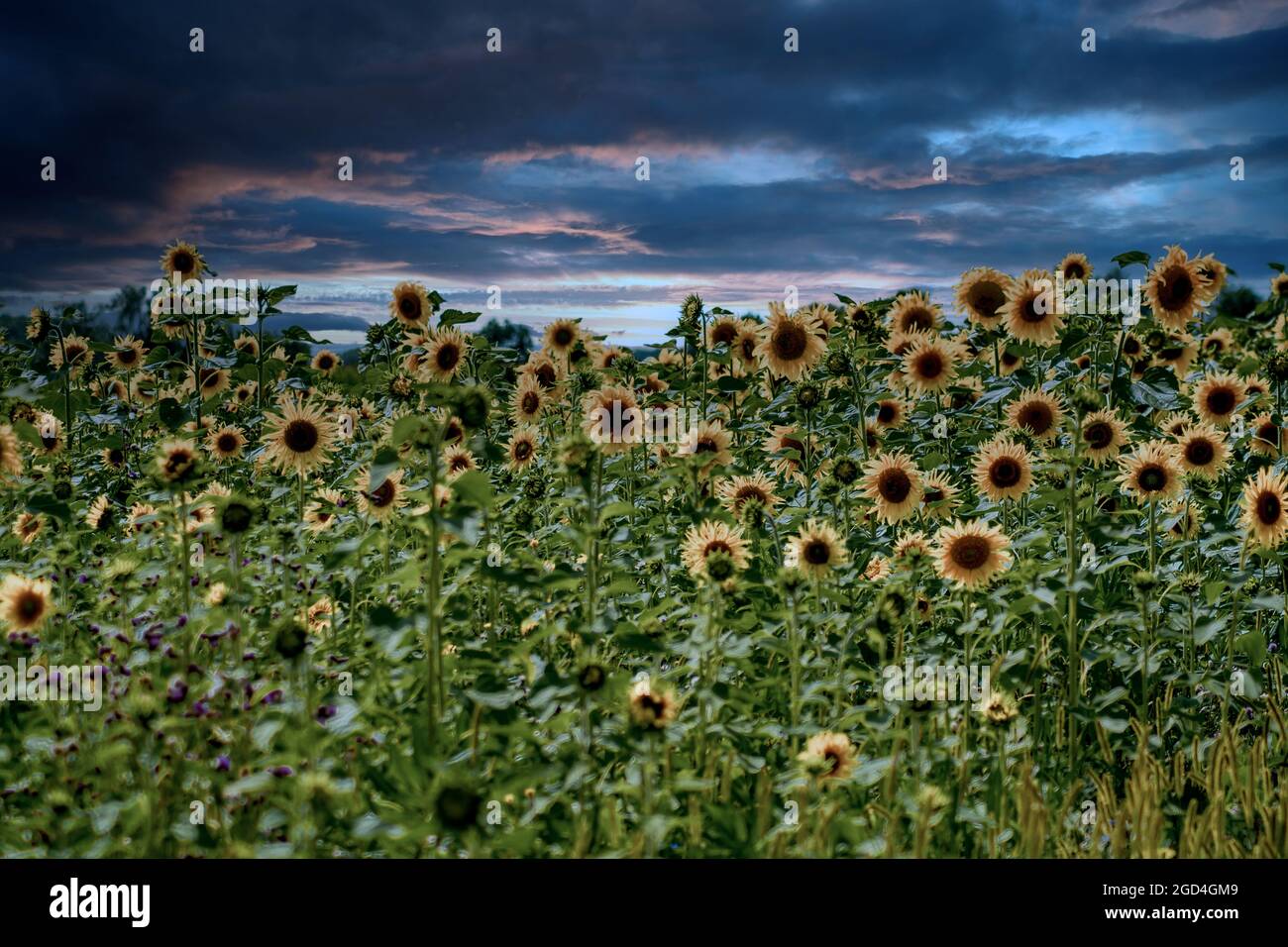 Flora : Sunflowers in the evening Stock Photo
