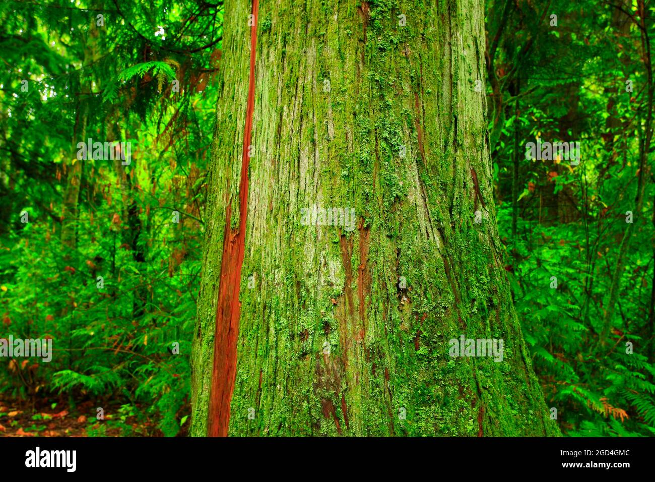 a exterior picture of an Pacific Northwest forest with Western red cedars trees Stock Photo