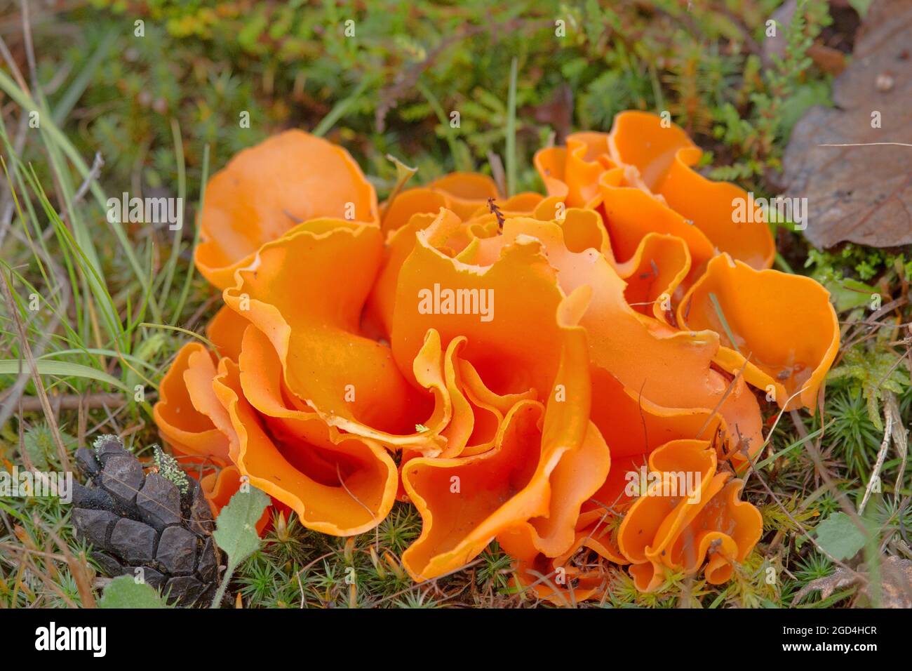 Thecasporous fungus (ascomycete) Orange cup (Peziza aurantia or Aleuria aurantia) in an open forest clearing warmed by the sun. Taiga forests of North Stock Photo