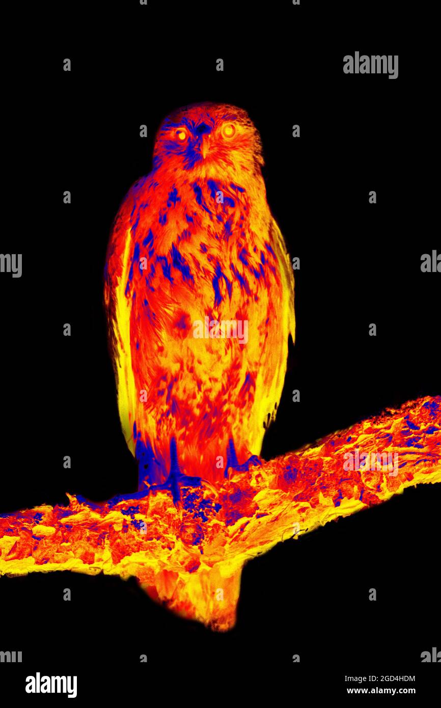 Bird of Prey on black background isolated. Scanning the animal's body